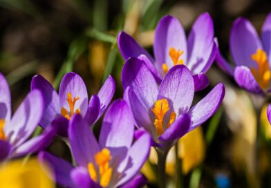 Spring Crocuses Are Blooming — Care Tips