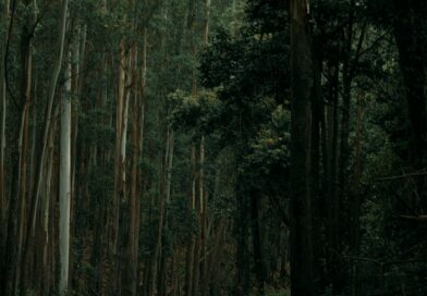 Mysterious Death of Actress Magdalena Majtyka